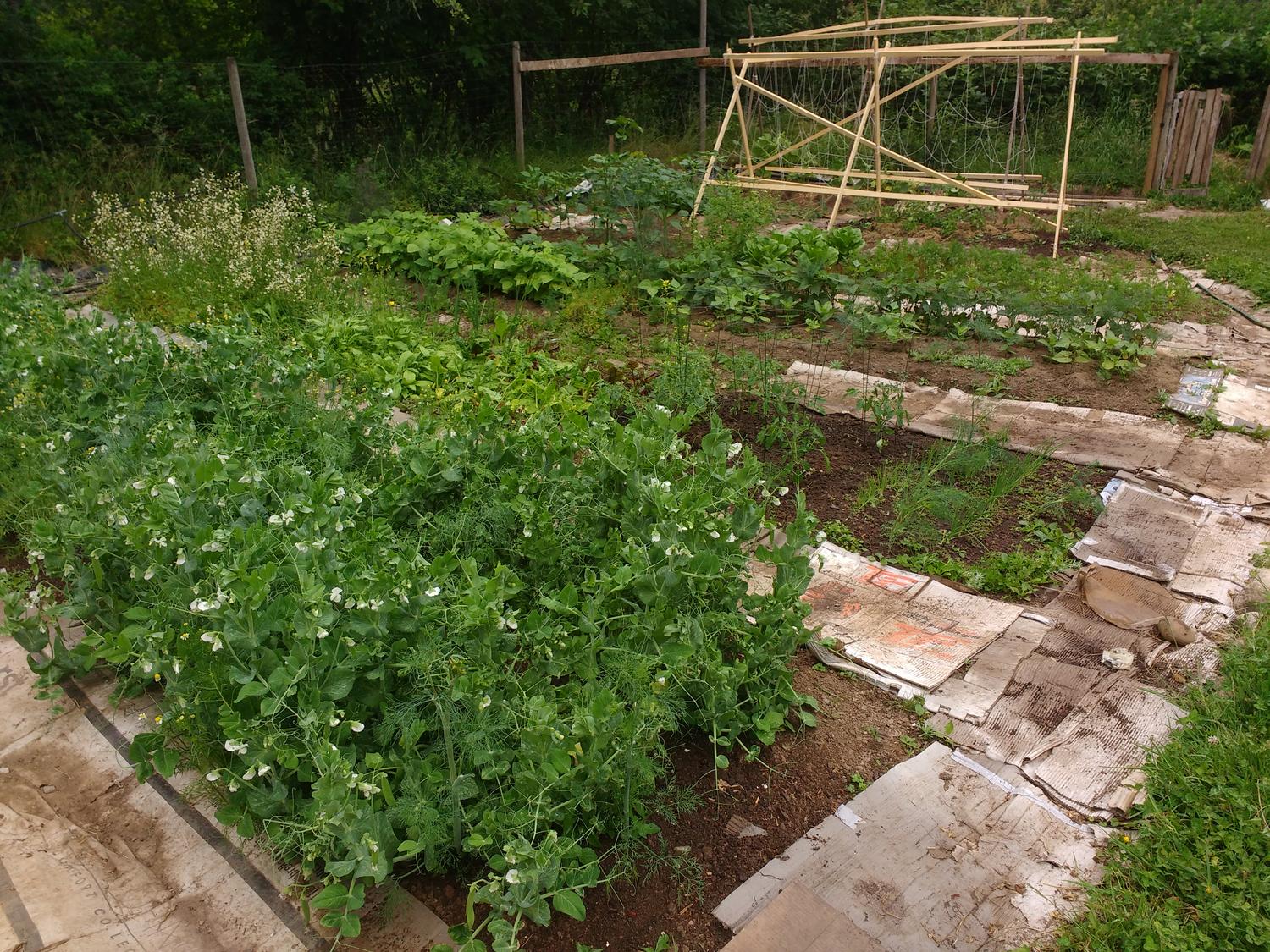 Garden with Bed of Peas